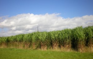WRG has planted miscanthus grass and short rotation coppice at 14 landfill sites across the UK